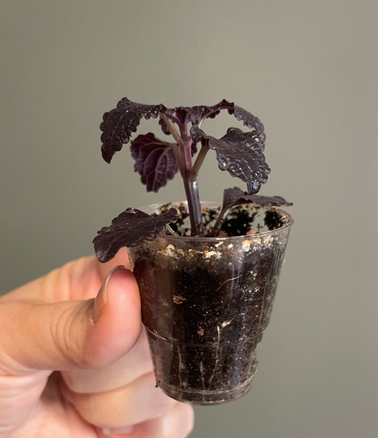 Shiny Shoes stickling palettblad coleus