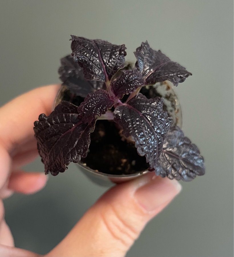 Shiny Shoes stickling palettblad coleus