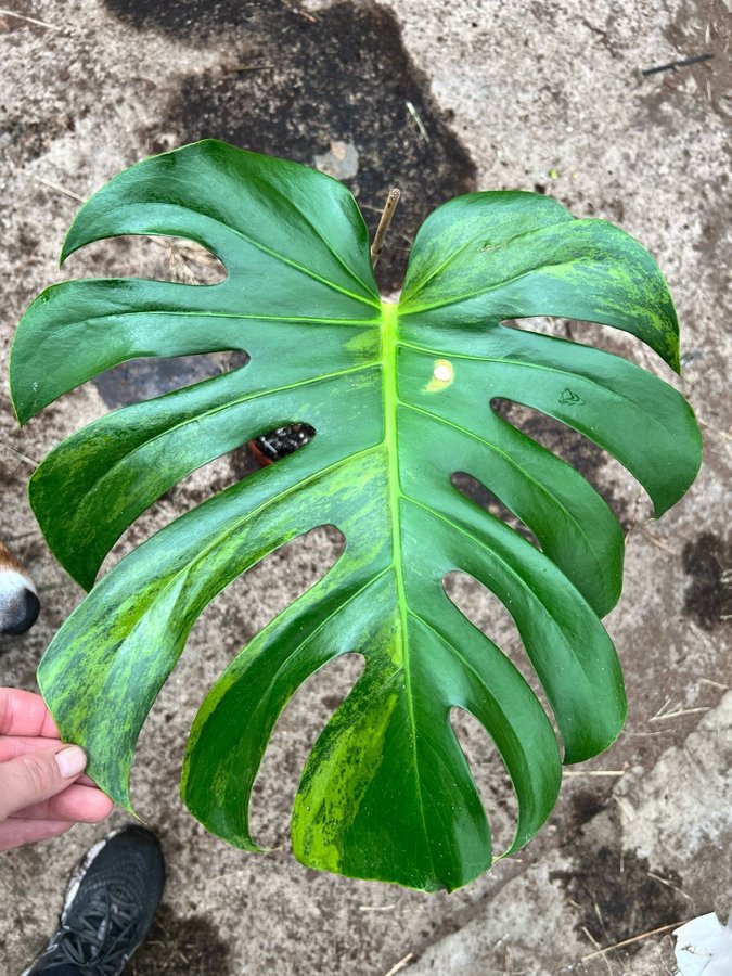 Monstera Deliciosa Aurea Variegata