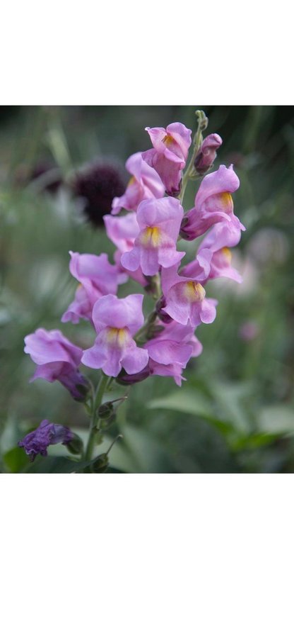 Lejongap lila Rocket Orchid F.1 frön blomma