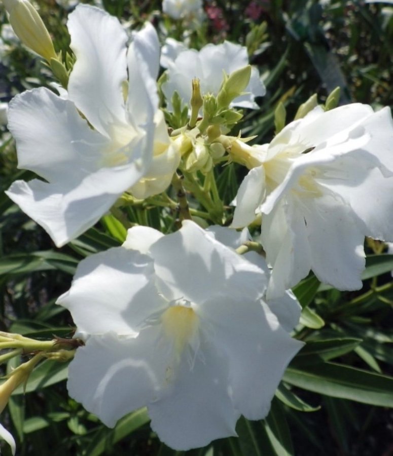 Rotad planta Nerium oleander - Monte Blance -5