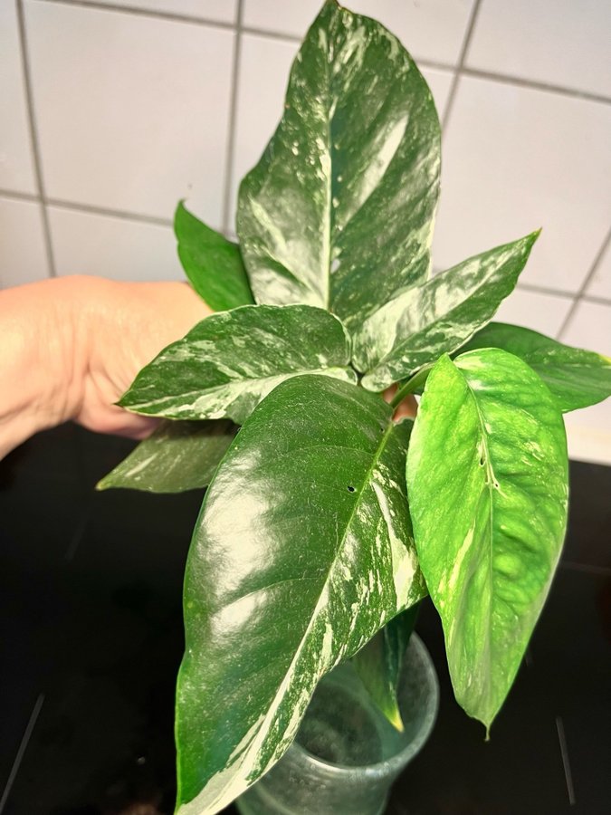 Epipremnum pinnatum Variegata sticklingar