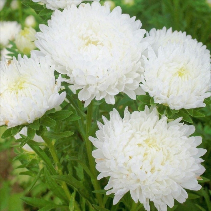 Dvärgaster/ Aster Albit, höjd 20-30 cm, blomtid juli-oktober, 50 frön