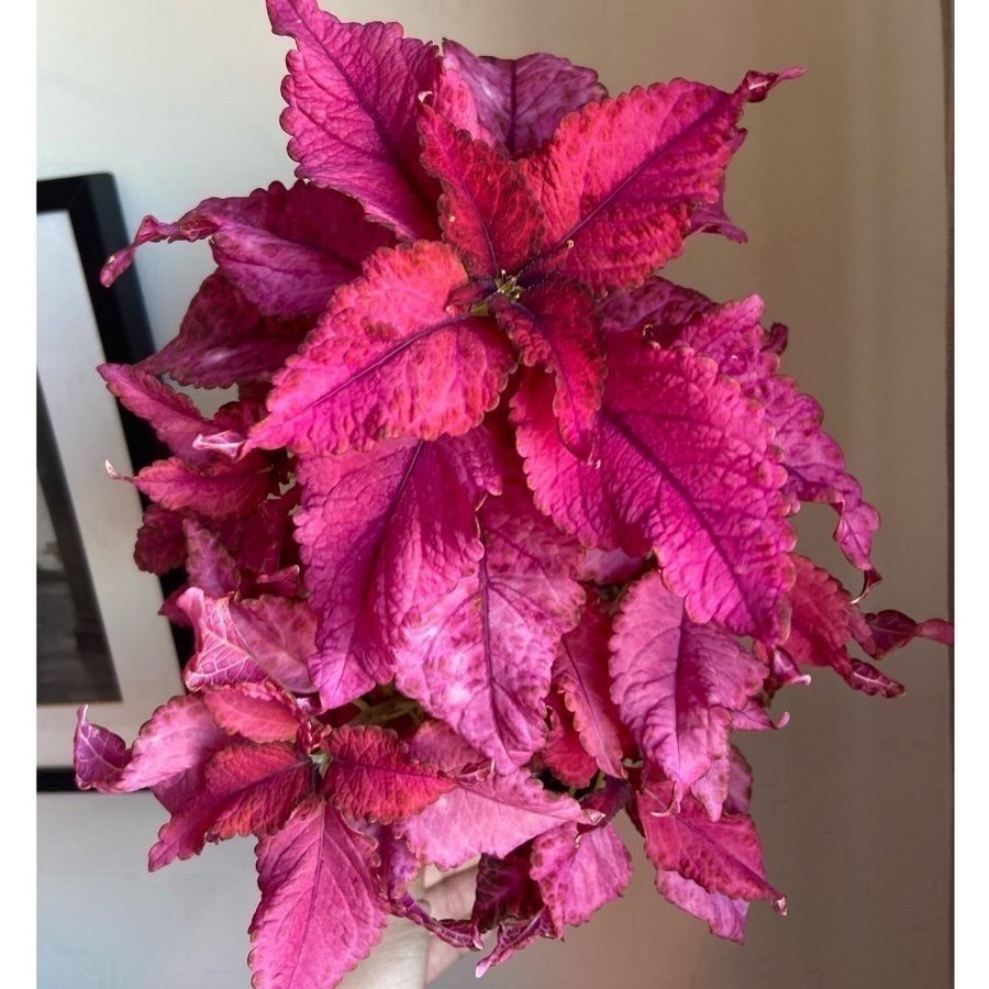 Palettblad/Coleus BLOSSOM Elisas Nursery