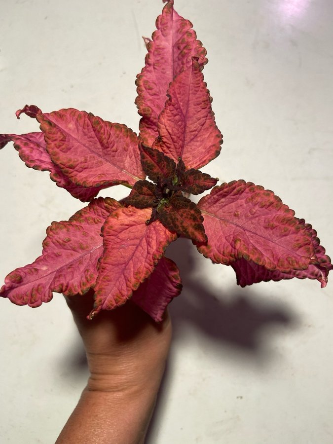 Palettblad/Coleus BLOSSOM Elisas Nursery