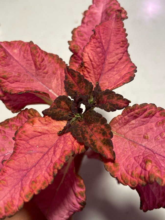 Palettblad/Coleus BLOSSOM Elisas Nursery