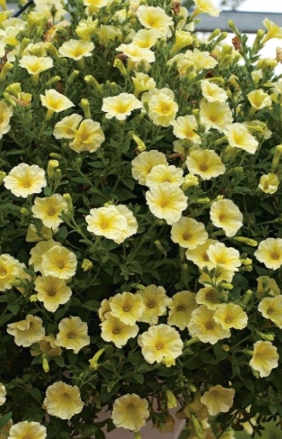 Hängpetunia 'Yellow Lady' F1 15st frön