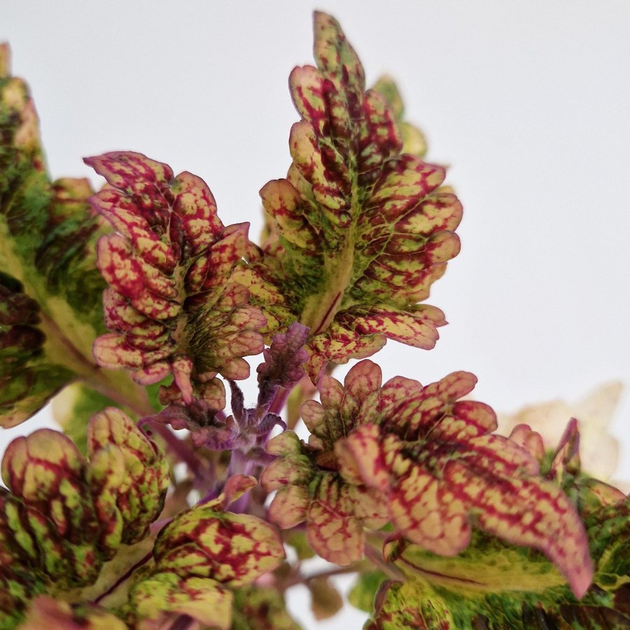 Palettblad/coleus • DESERT SUNSET • stickling