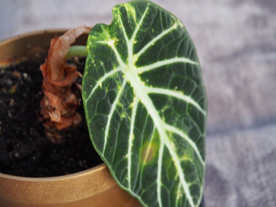 Alocasia reginula ’Black Velvet’ planta