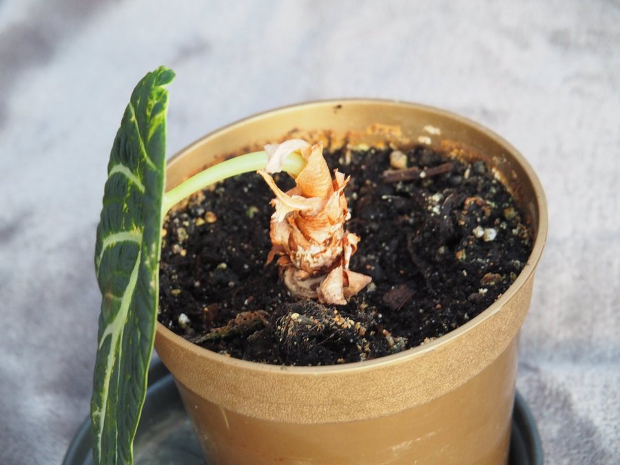 Alocasia reginula ’Black Velvet’ planta