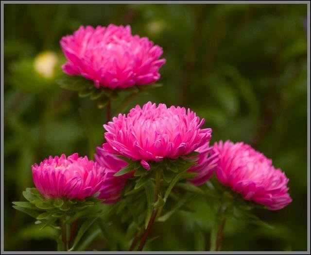 Pion-Aster 'Duchesse Pink' 40st frön