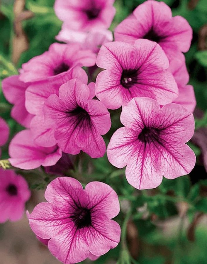 Hängpetunia 'Surfina Pink Vein' F1 15st frön