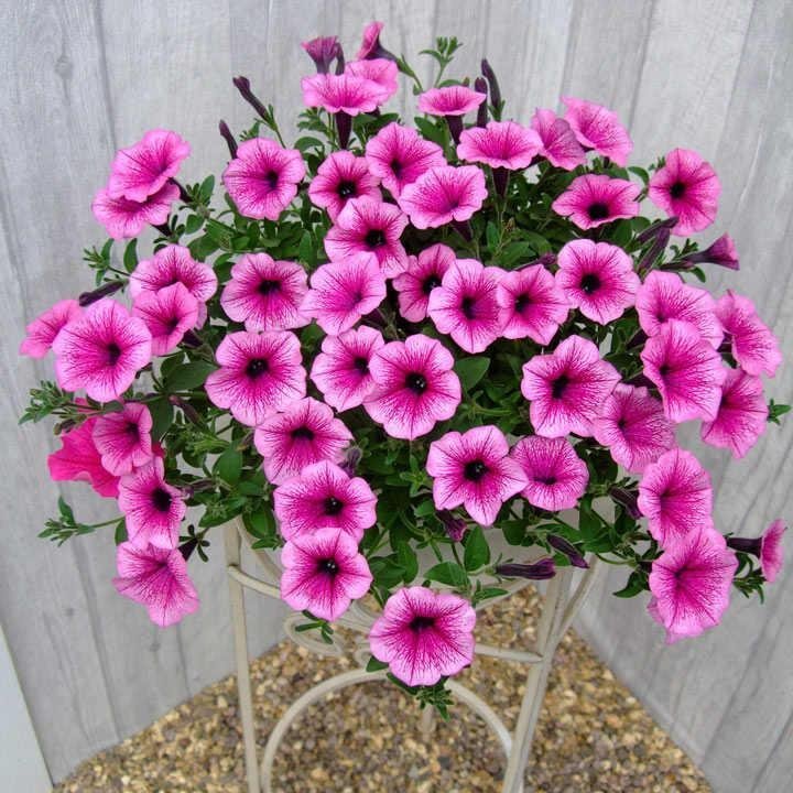 Hängpetunia 'Surfina Pink Vein' F1 15st frön