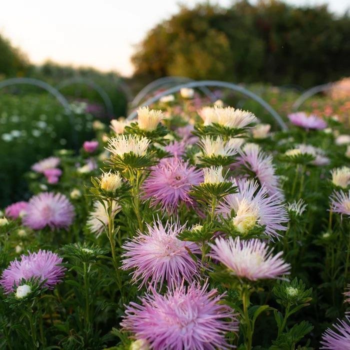 Pion-Aster 'Valkyrie Pink' 40st frön