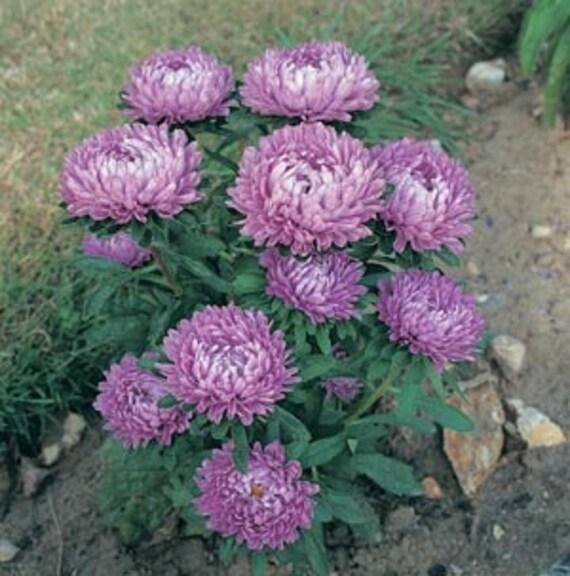 Aster 'Milady Lilac' 40st frön