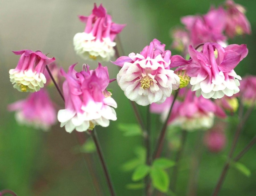 Akleja 'Petticoat Pink' 50st frön