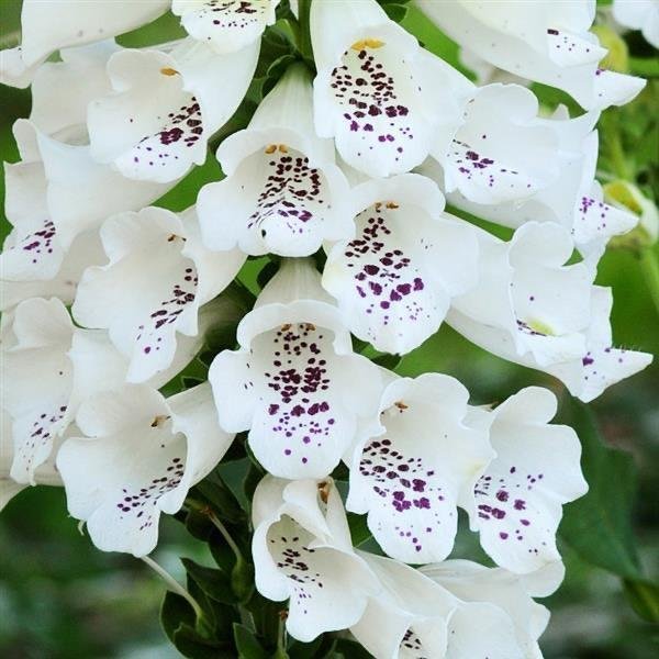 Fingerborgsblomma 'Dalmatian White' 20st frön