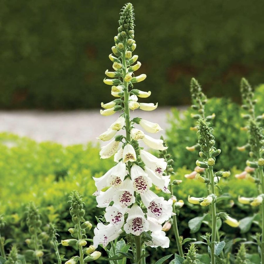 Fingerborgsblomma 'Dalmatian White' 20st frön