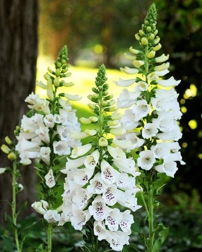 Fingerborgsblomma 'Dalmatian White' 20st frön