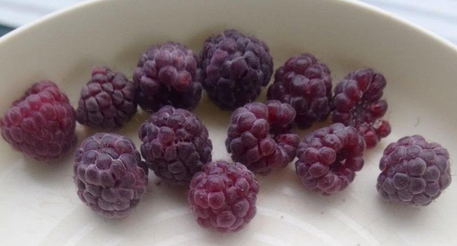 Lila Hallon Glen Coe Rubus spp bär Ekologisk 15 Frön