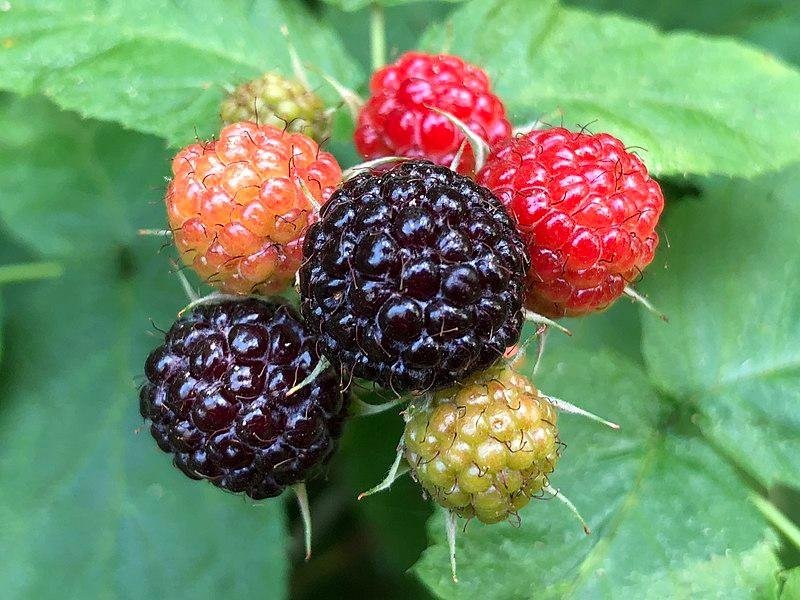 Svart Hallon Rubus occidentalis bär Ekologisk 15 Frön