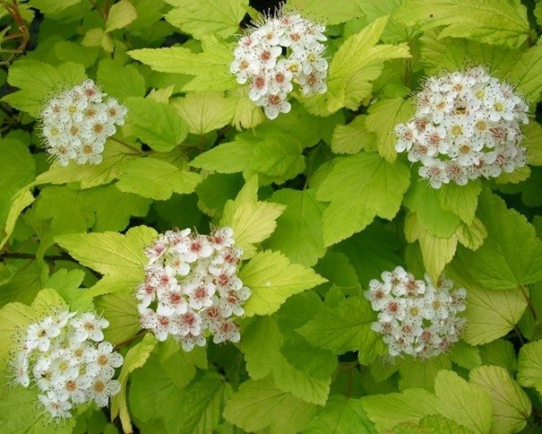 Smällspirea, flerårig, 50 frön