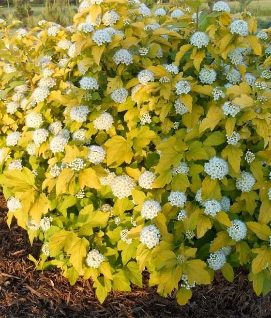 Smällspirea, flerårig, 50 frön