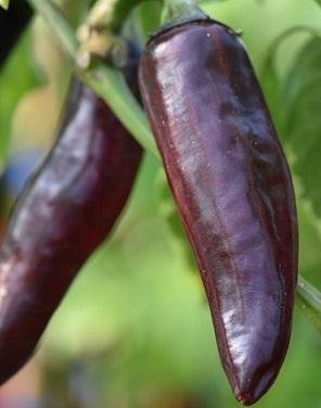 Capsicum annuum 'Serrano Purple' - Serrano Chili