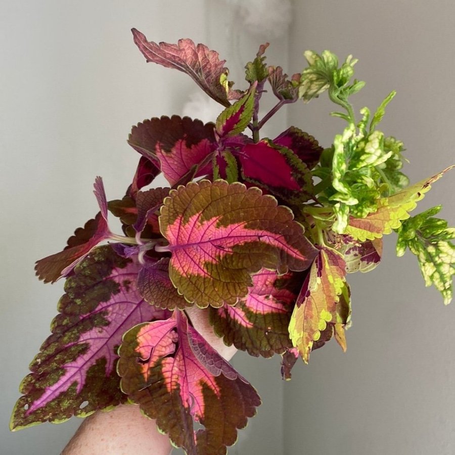 Billigt fulsticklingpaket! 5 sticklingar *palettblad*coleus*