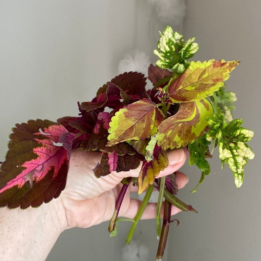 Billigt fulsticklingpaket! 5 sticklingar *palettblad*coleus*