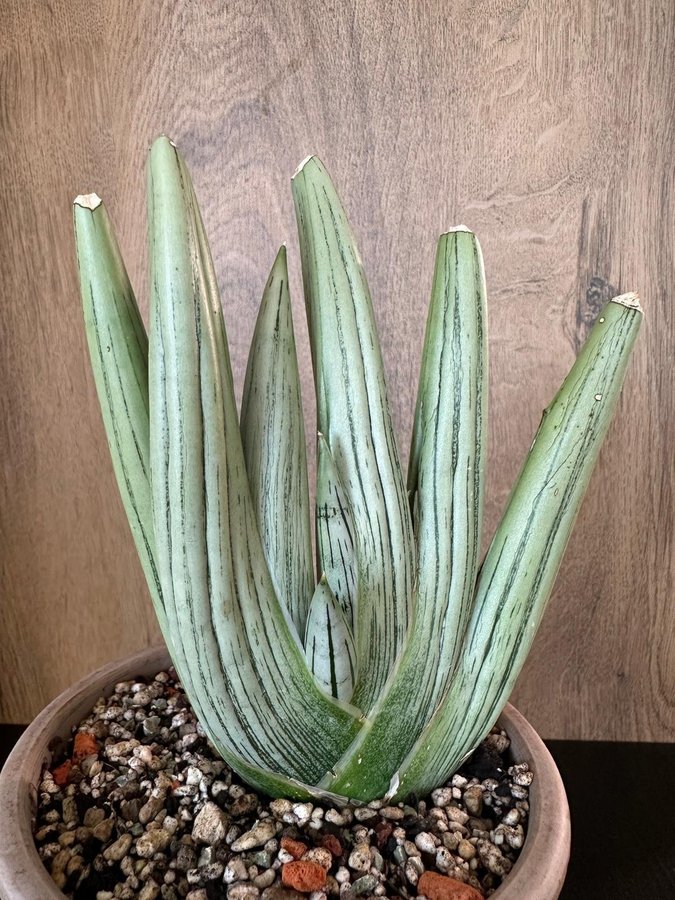 Sansevieria Iceman Thailand