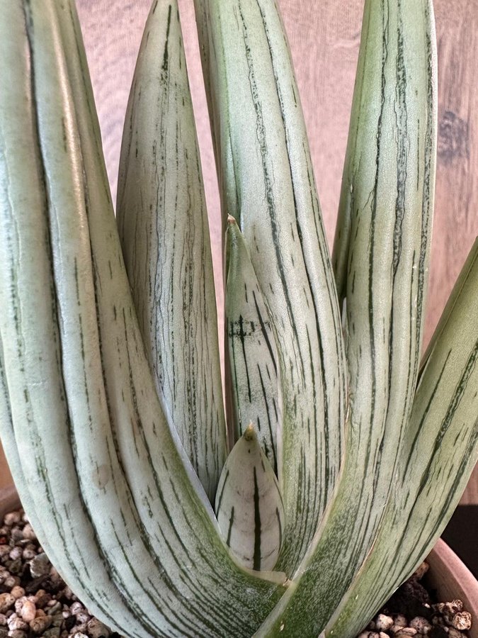 Sansevieria Iceman Thailand