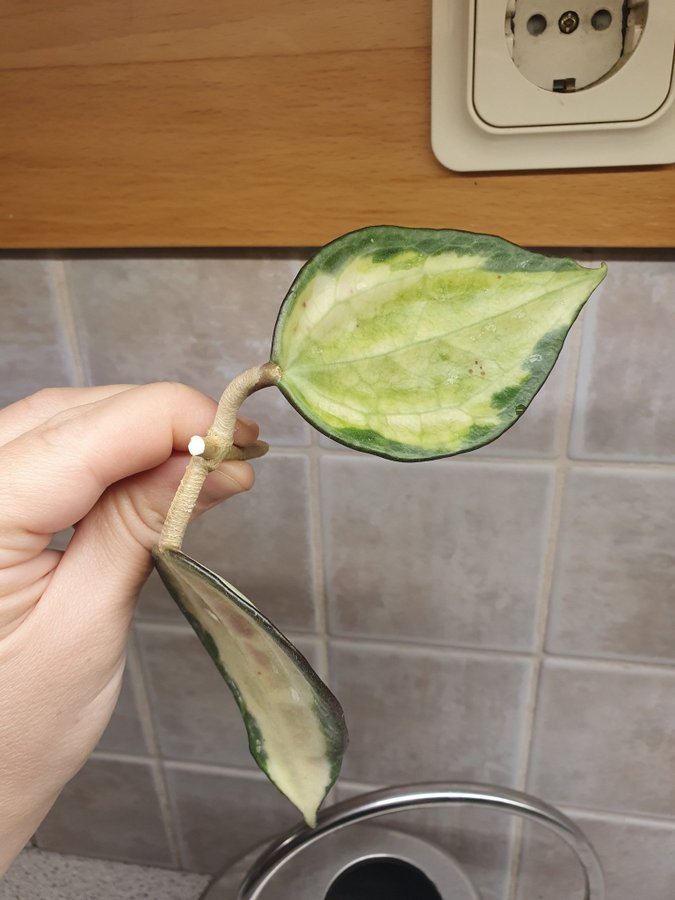 Hoya Latifolia Pot of Gold / fd Macrophylla stickling nr3