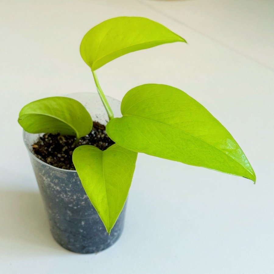 Epipremnum Aureum " NEON " Liten planta (Gullranka Pothos)