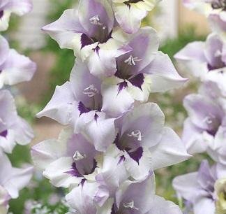 Gladiolus 'Verax' - Gladiolus