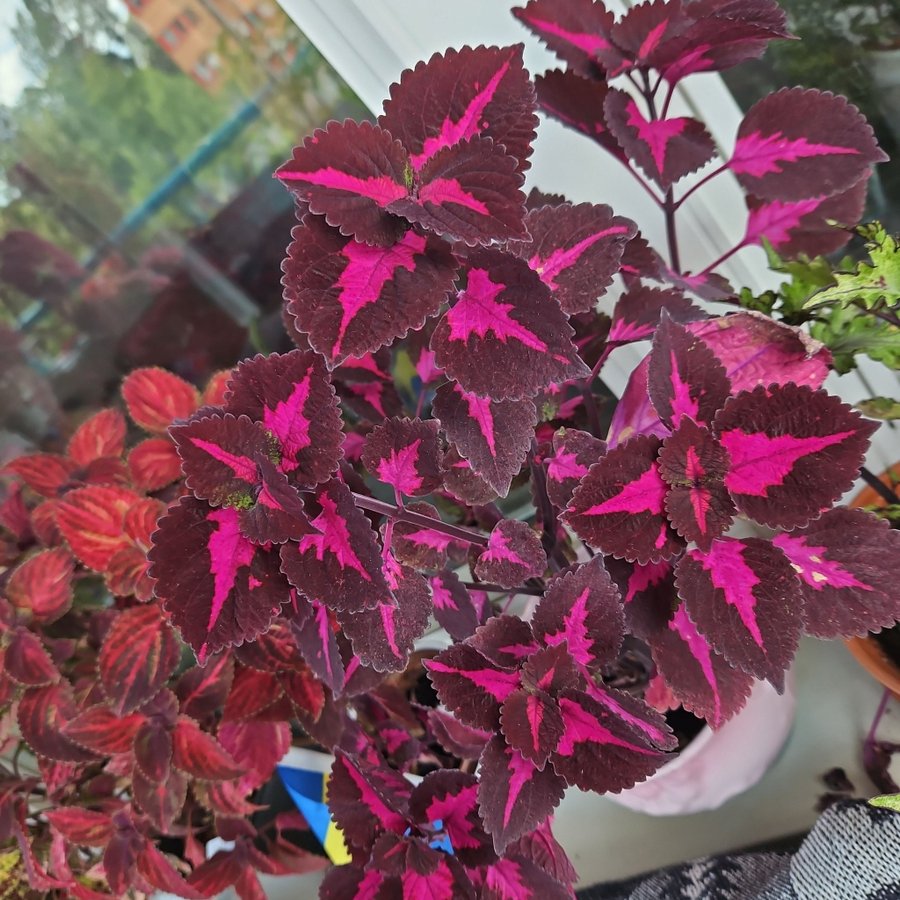 Palettblad stickling China Rose orotad coleus