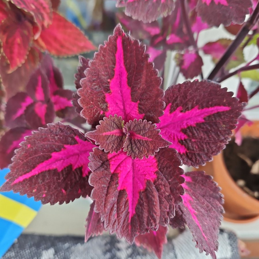 Palettblad stickling China Rose orotad coleus