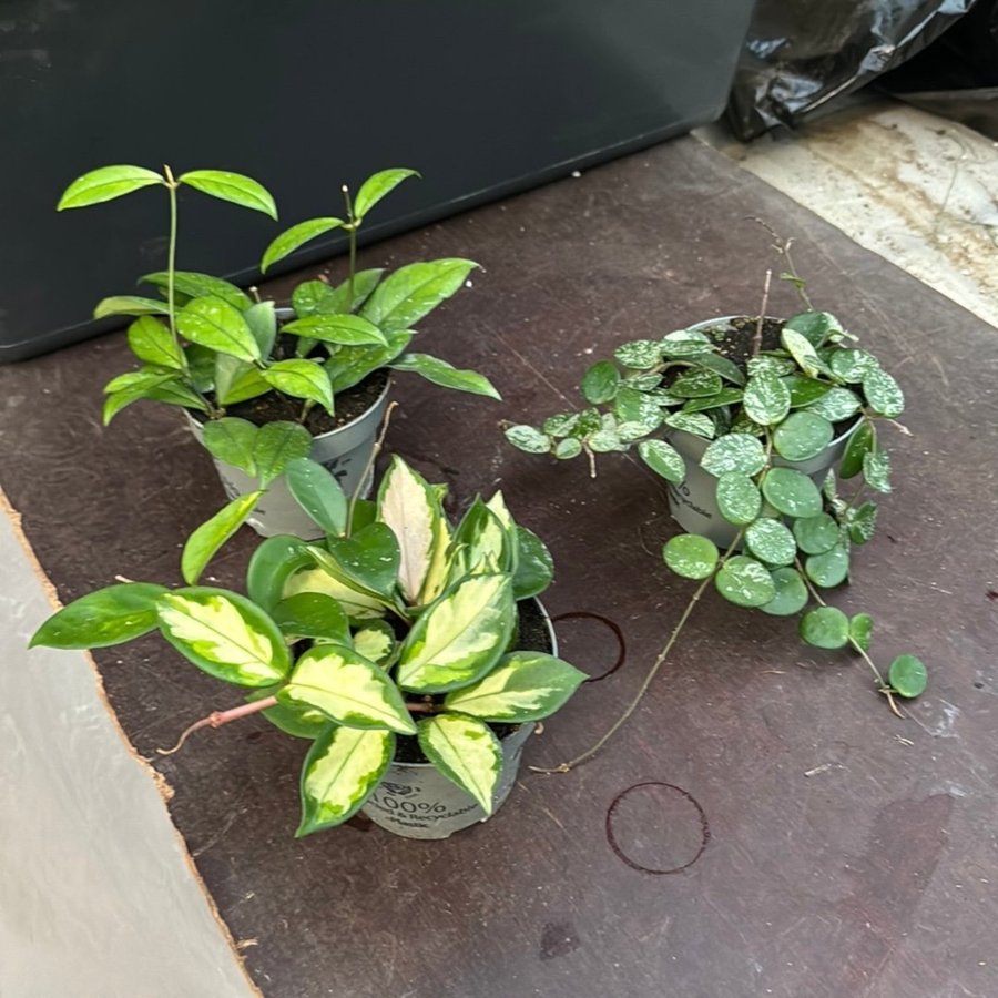 Hoya 3 plants