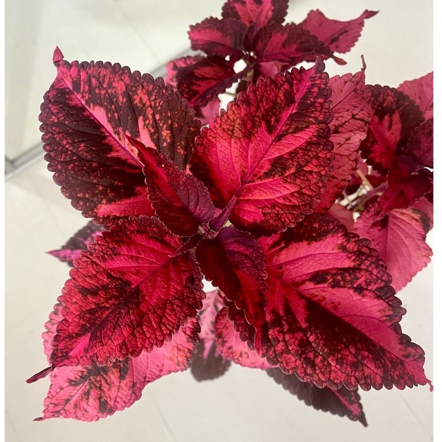 Stickling Palettblad Coleus Morgan le Fay