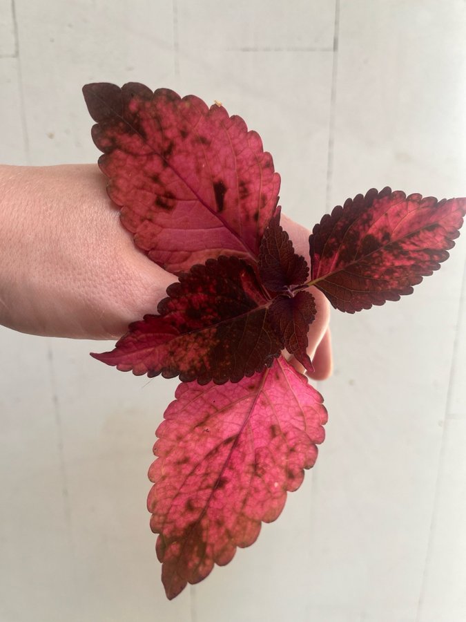 Stickling Palettblad Coleus Morgan le Fay