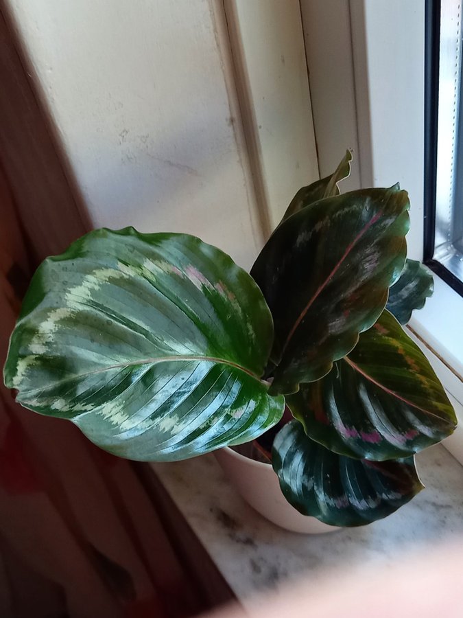 Calathea Roseopicta 'Little Princess',planta