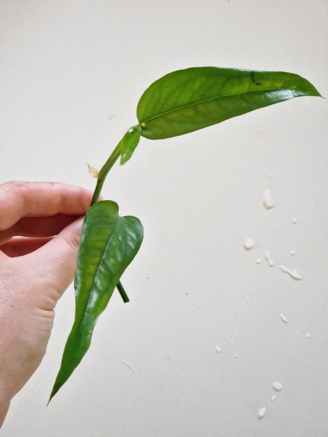 Epipremnum pinnatum 'Skeleton Key' stickling