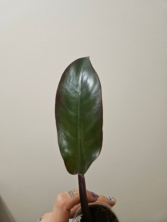 PHILODENDRON RED SUN