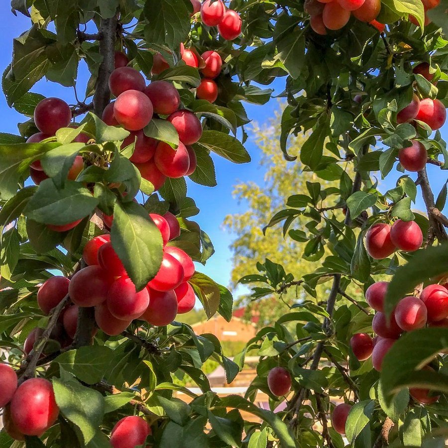 Två Krikonträd Mirabella gul och röd!