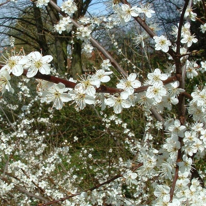 Två Krikonträd Mirabella gul och röd!