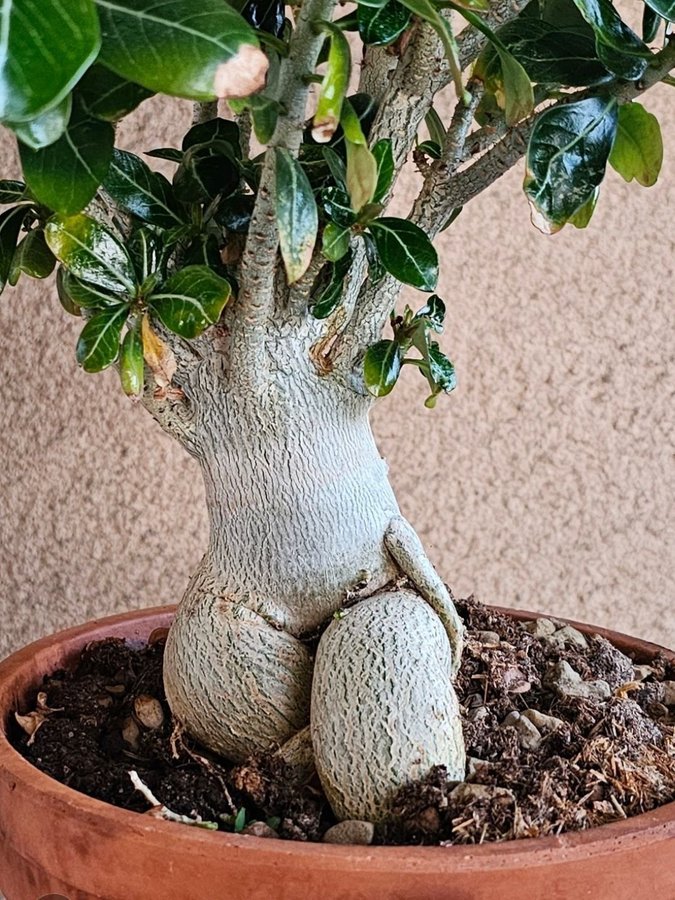 Adenium obesum - FRÖN - Black Phoenix - ökenros