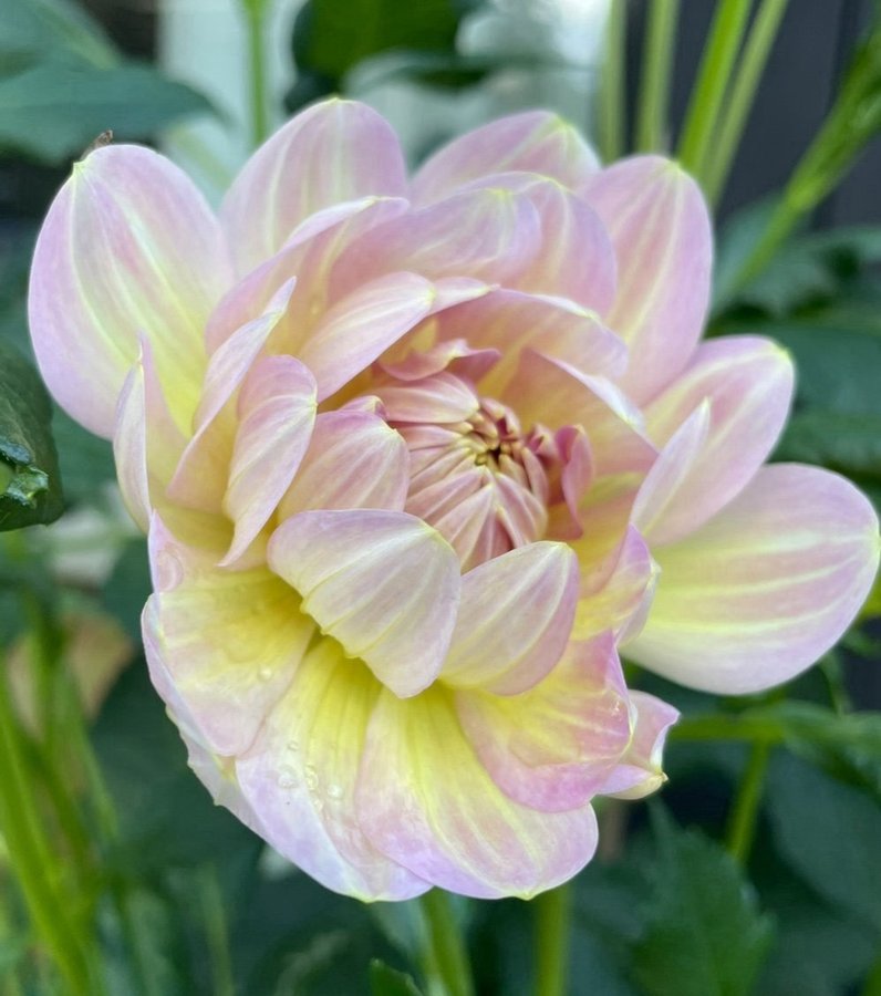 Nu fler bilder! Dahlia Hapet Old Charm stickling