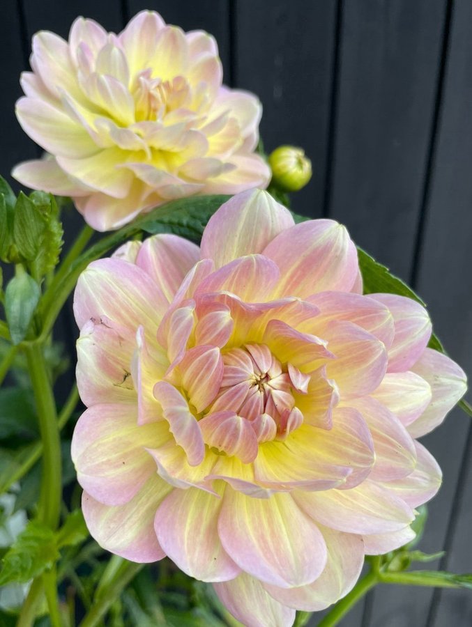 Nu fler bilder! Dahlia Hapet Old Charm stickling