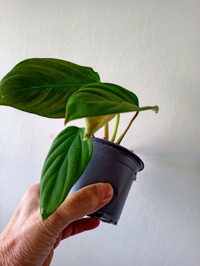 PHILODENDRON - planta