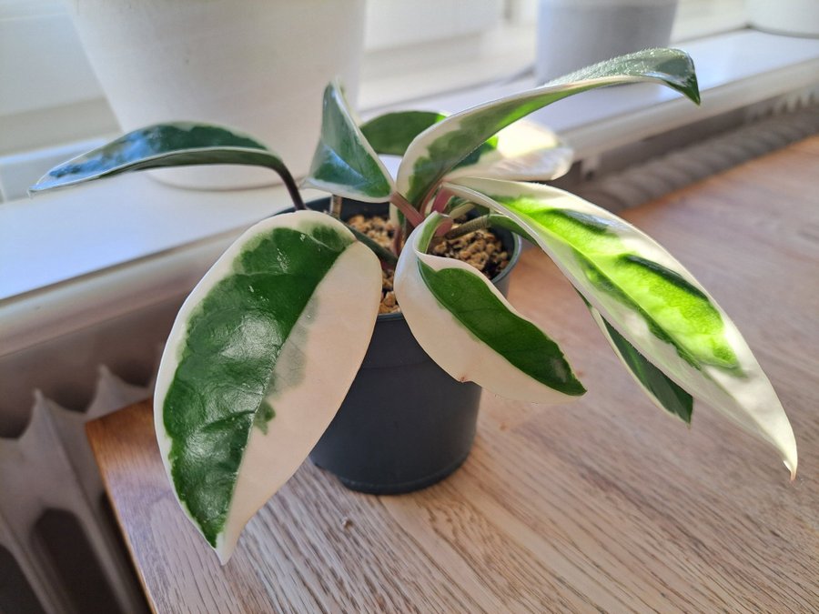 Hoya carnosa tricolor